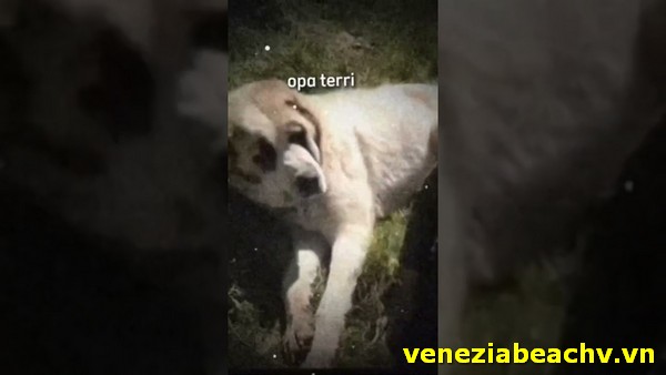 Oppa Terri Dog Original Video on TikTok: The Unanticipated Turn of a Joyful Moment