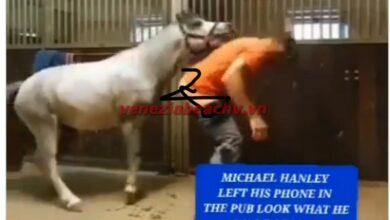 What Is The Horse Video Reddit The Pervert's Unexpected Action