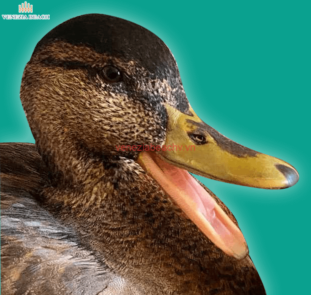 Decoding Duck Behavior: The Mystery of Head Vibrations