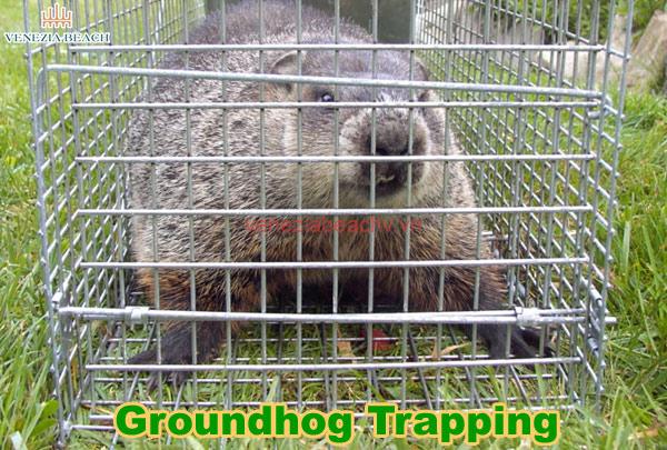 How to Catch a Groundhog with a Milk Jug - Ultimate Guide