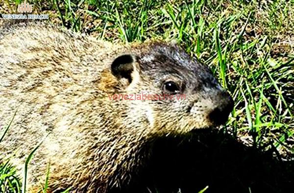 How to Identify Groundhog Activity in Your Yard