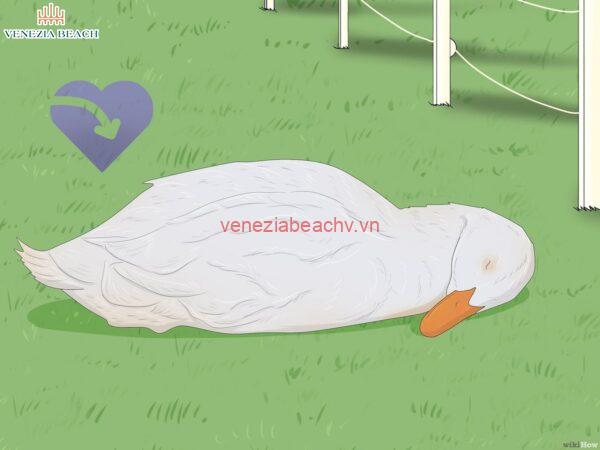 The Head Vibrations of Ducks