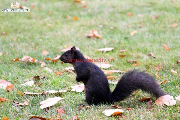The Intriguing Meaning of Black Squirrels: Unveiling Their Symbolism Across Cultures and Beyond | Veneziabeachv.vn