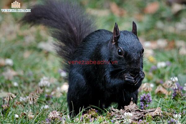 The Popularity and Impact of Black Squirrels