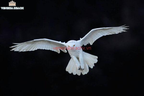 The Symbolism of White Birds