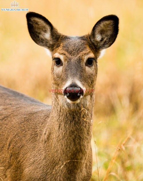 The possible meanings behind a deer's stare