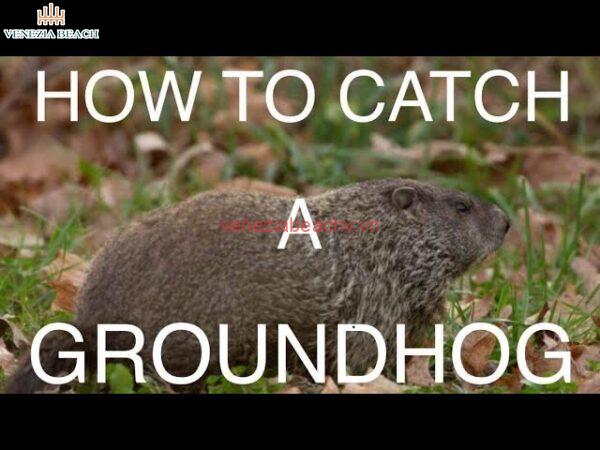 Tips for Relocating a Captured Groundhog Safely