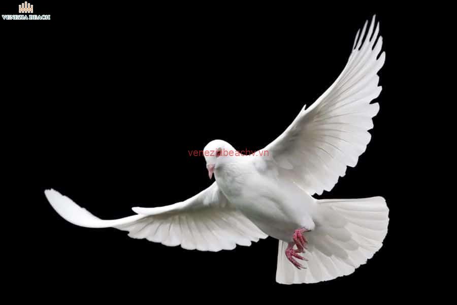 What Does It Mean When You See a White Bird? | Unraveling the Symbolic Significance