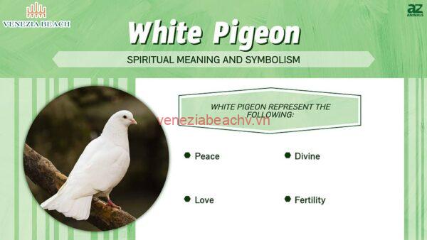 White Bird Sightings in Different Cultures