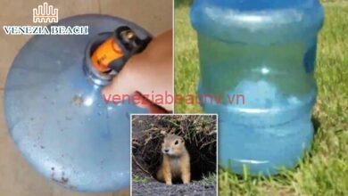 how to catch a groundhog with a milk jug