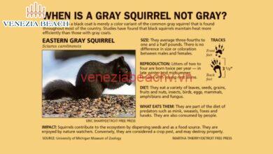what does a black squirrel mean