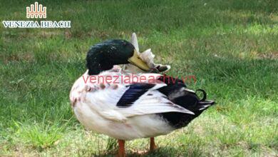 what does it mean when a duck vibrates its head