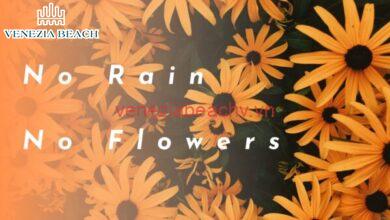 what does no rain no flowers mean