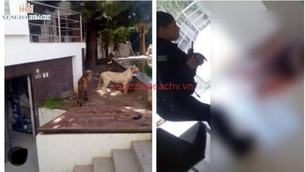 Detalles del ataque tigre y leon en Barranquilla que paso video original